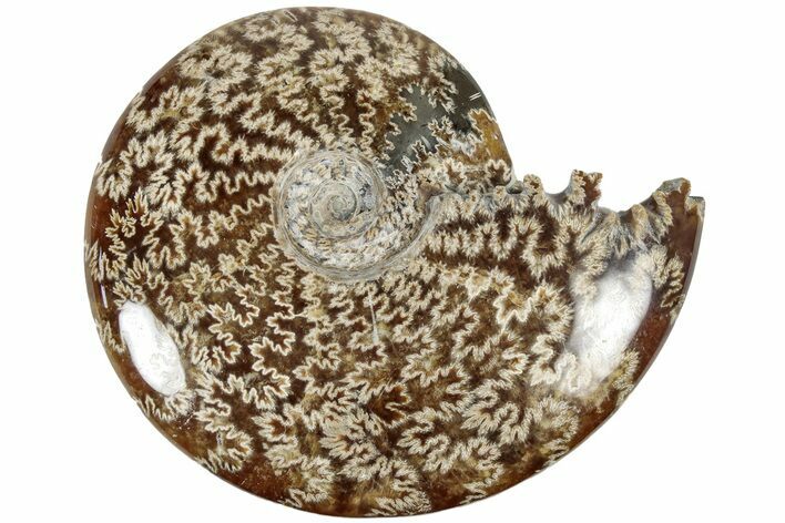 Polished Ammonite (Cleoniceras) Fossil - Madagascar #209869